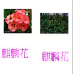 s06-4306-居承良.JPG