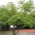 DSCN0006